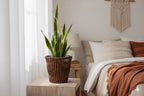 Snake plant in woven basket on wooden nightstand beside cozy bed with macrame wall hanging